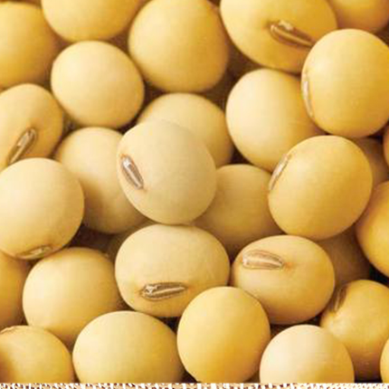 Soybean MakSoy 6N
