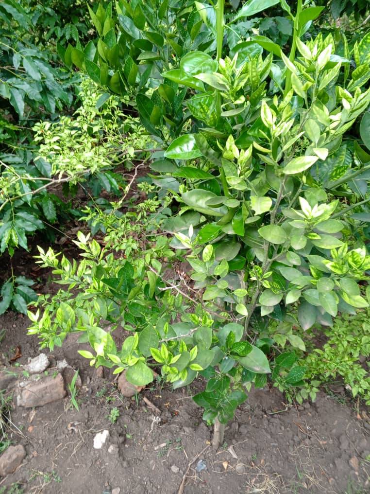 Orange, Passion fruit and cocoa seedlings