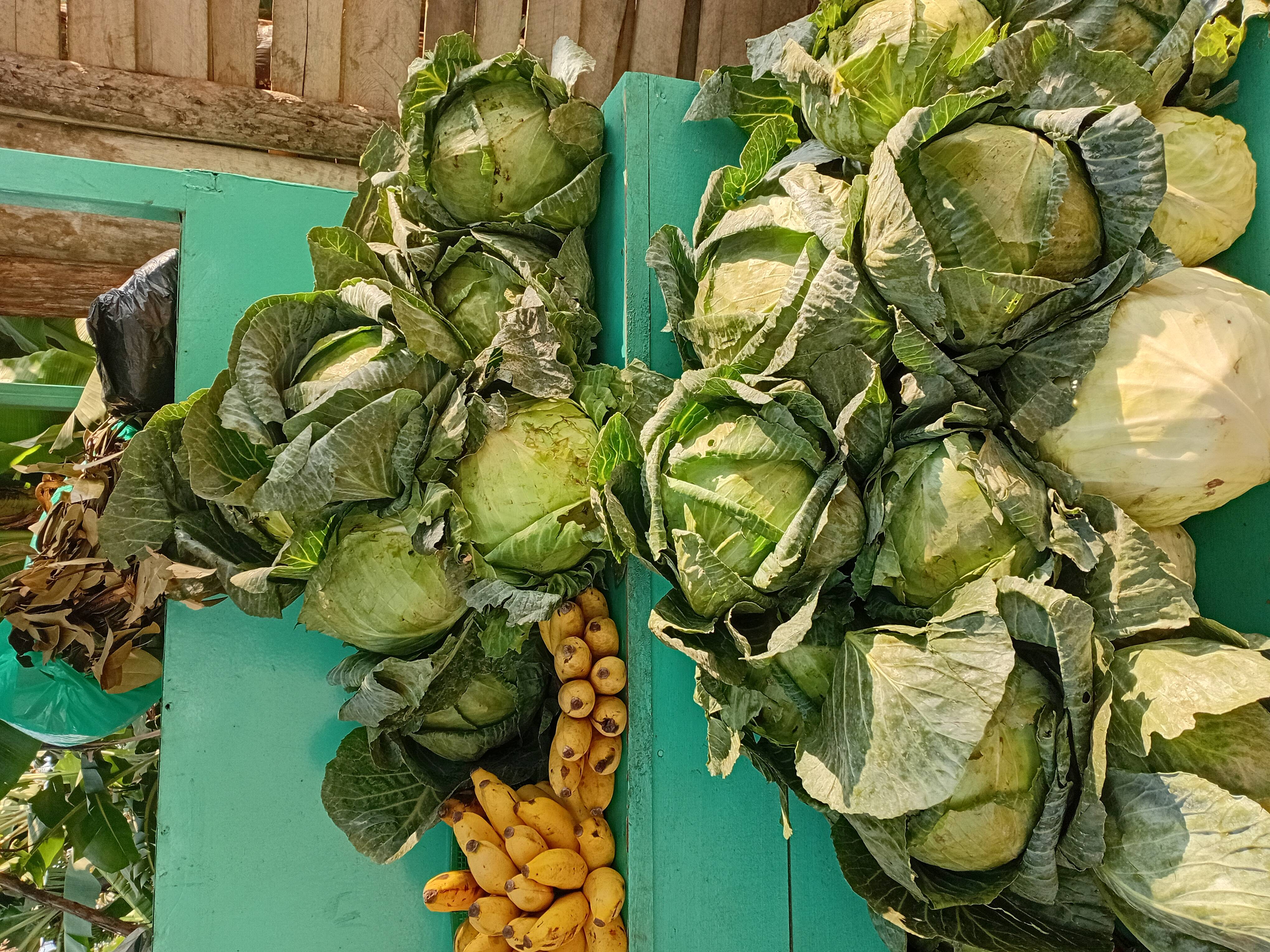 cabbages